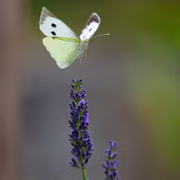 PAPILLON-555
